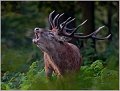 Red Deer Stag at Rut